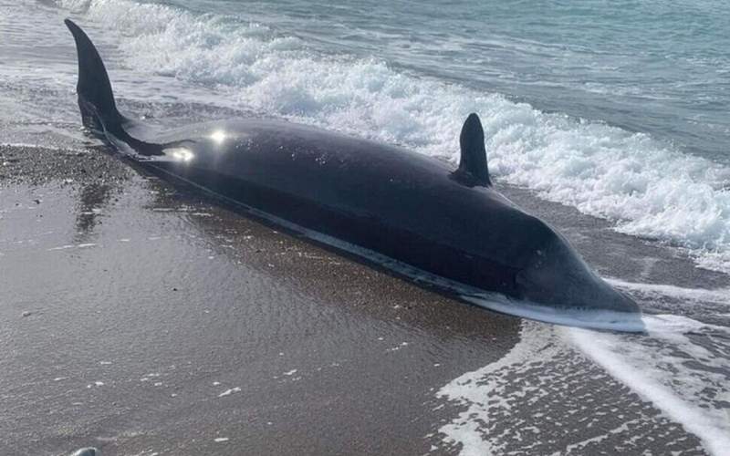 مرگ عجیب نهنگ‌ها در اثر زلزله ترکیه