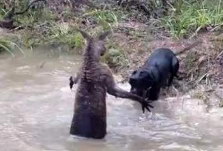 مبارزه کانگورو با یک سگ خانگی در آب!/فیلم
