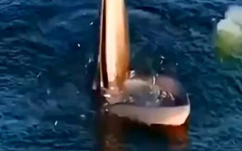 شگرد یک نهنگ برای به دام انداختن ماهی‌ها