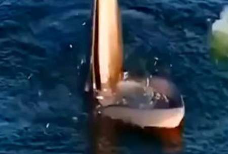 شگرد یک نهنگ برای به دام انداختن ماهی‌ها