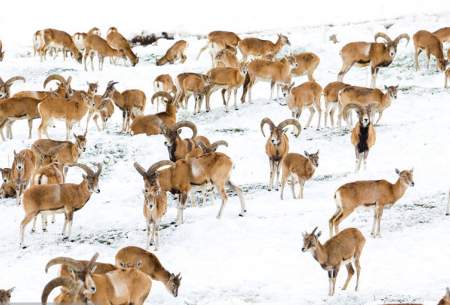 سفر قوچ‌ها در میان رشته کوههای البرز  <img src="https://cdn.baharnews.ir/images/picture_icon.gif" width="16" height="13" border="0" align="top">