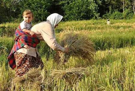 واردات برنج تیشه به ریشه کشاورزان داخلی