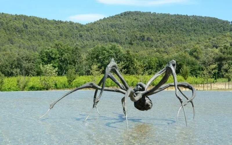 عنکبوت‌ غول‌پیکر به استرالیا می‌رود