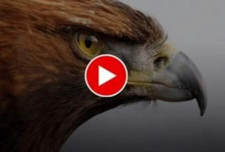 تصاویری عجیب ازپلک زدن عقاب در نمایی آهسته