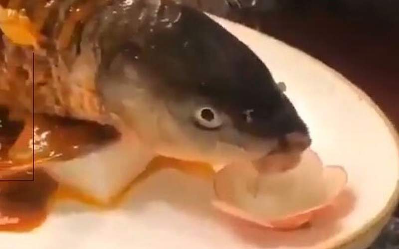 خوردن ماهی زنده توسط چینی‌ها در رستوران!