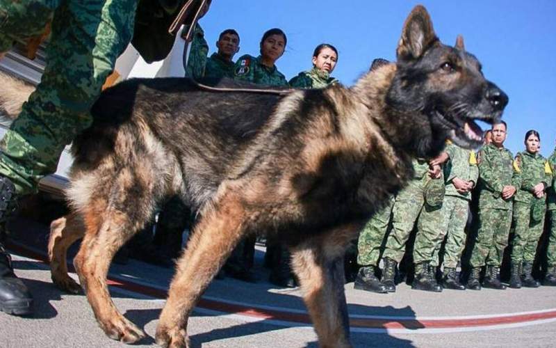 مراسم عزاداری برای سگ امداد در ترکیه /فیلم