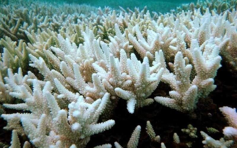 اثرات تغییر اقلیم اقیانوس هند بر سفیدشدگی مرجان‌ها