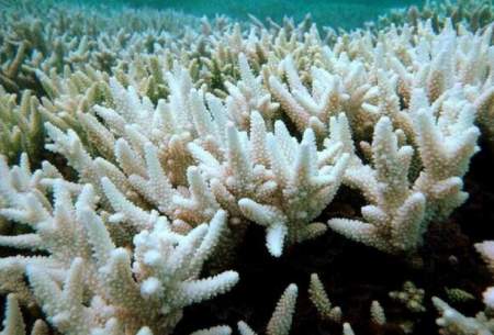 اثرات تغییر اقلیم اقیانوس هند بر سفیدشدگی مرجان‌ها