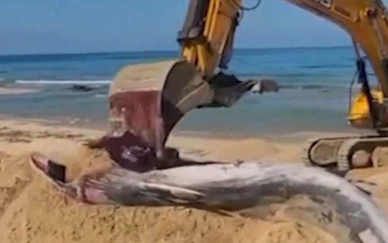 دفن یک نهنگ غول پیکر به گل نشسته/فیلم