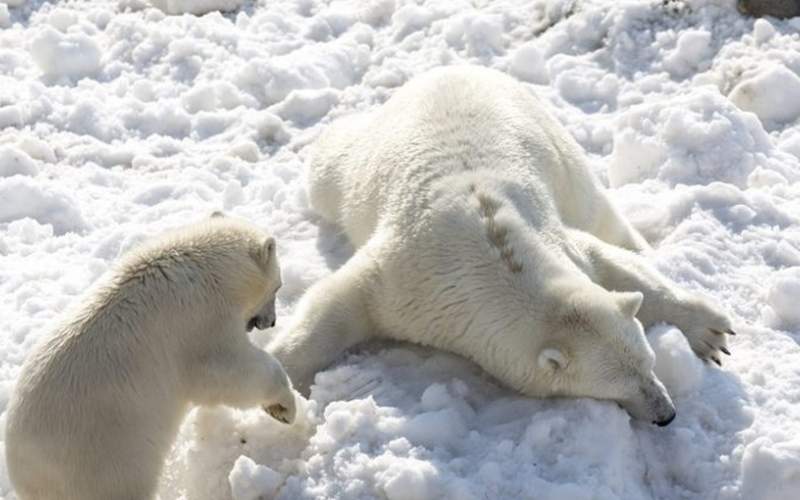 لذت خرس‌های قطبی و سمور‌ها از طوفان برف
