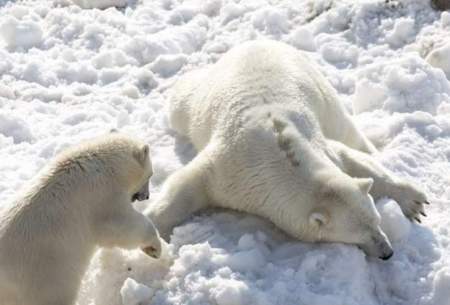 لذت خرس‌های قطبی و سمور‌ها از طوفان برف