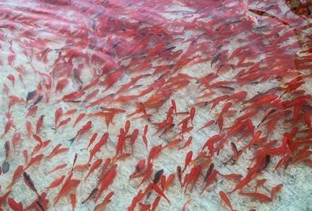 پرورش ماهی قرمز در گیلان  <img src="https://cdn.baharnews.ir/images/picture_icon.gif" width="16" height="13" border="0" align="top">