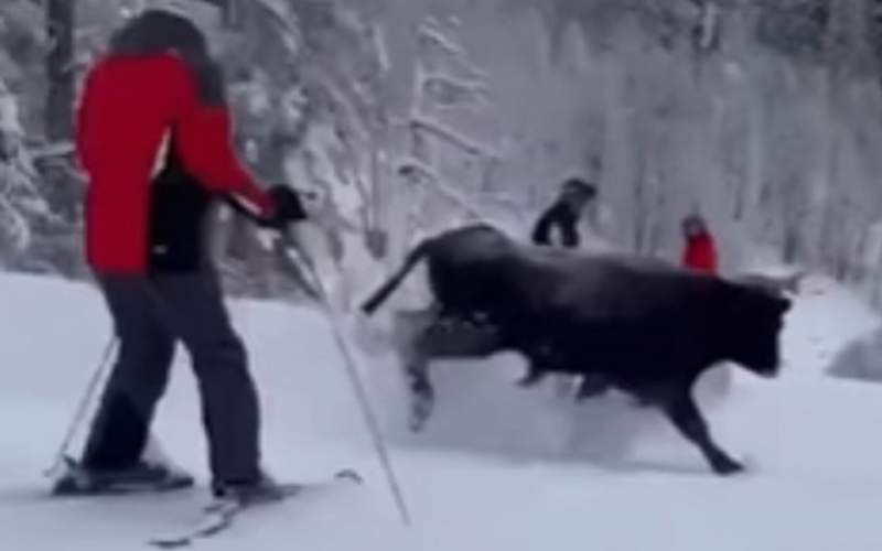 حمله گاو خشمگین به اسکی بازان! /فیلم