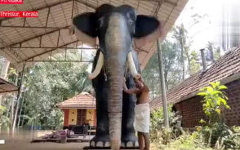 فیل‌ عجیب و عظیم الجثه رباتیک در معابد هند