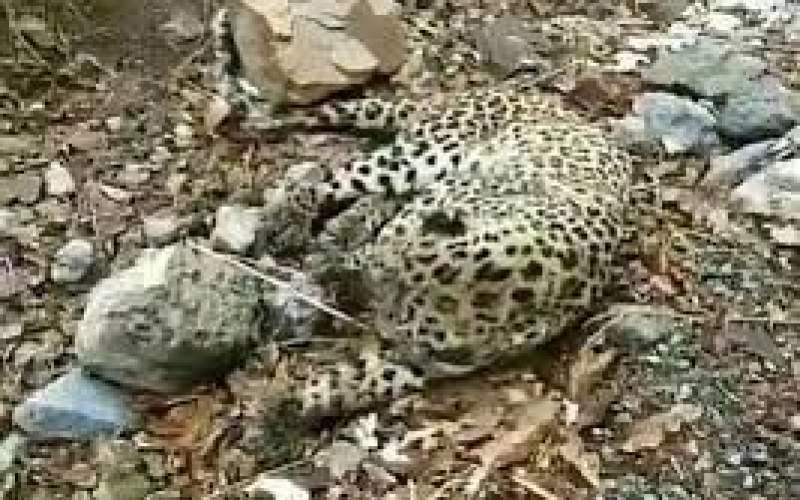 لحظه نجات پلنگ زخمی در روستای واریان