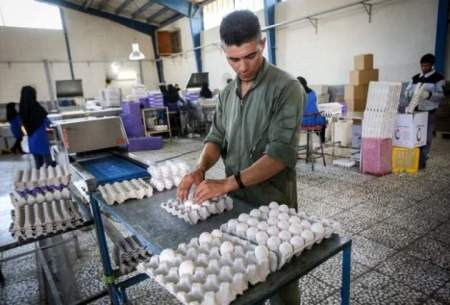 قیمت انواع تخم مرغ در بازار /جدول