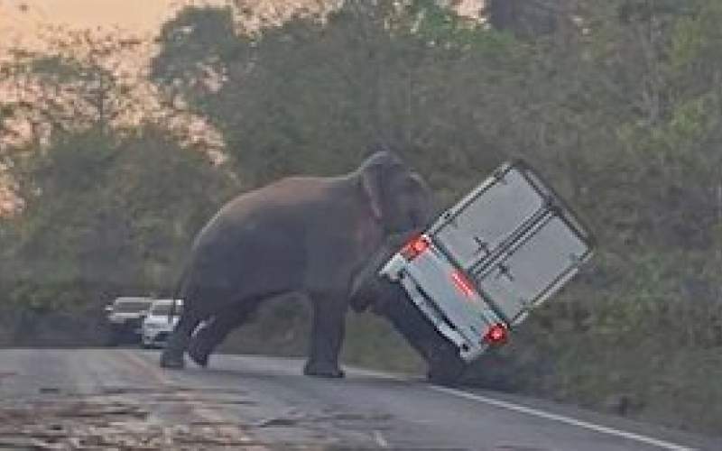 حمله هولناک فیل وحشی به یک وانت /فیلم