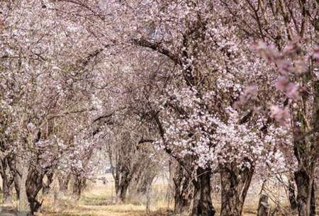 شکوفه‌های بهاری در باغشهر زیبای مهریز  <img src="https://cdn.baharnews.ir/images/picture_icon.gif" width="16" height="13" border="0" align="top">