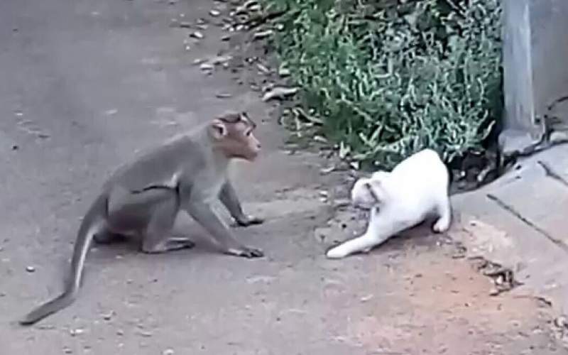 وقتی رفاقت گربه و میمون به هم می‌خورد!