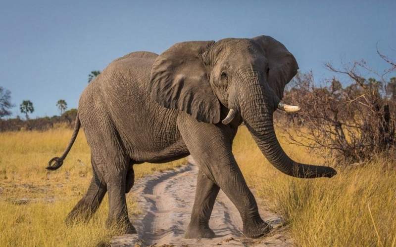 سرقت فیل‌های تایلندی از کامیون‌های نیشکر