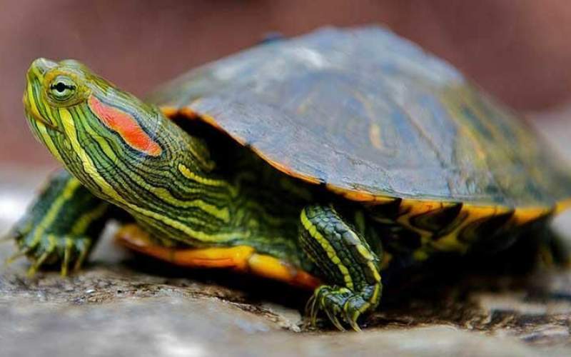 لاکپشت سنگاپوری برای هفت‌سین نخرید!