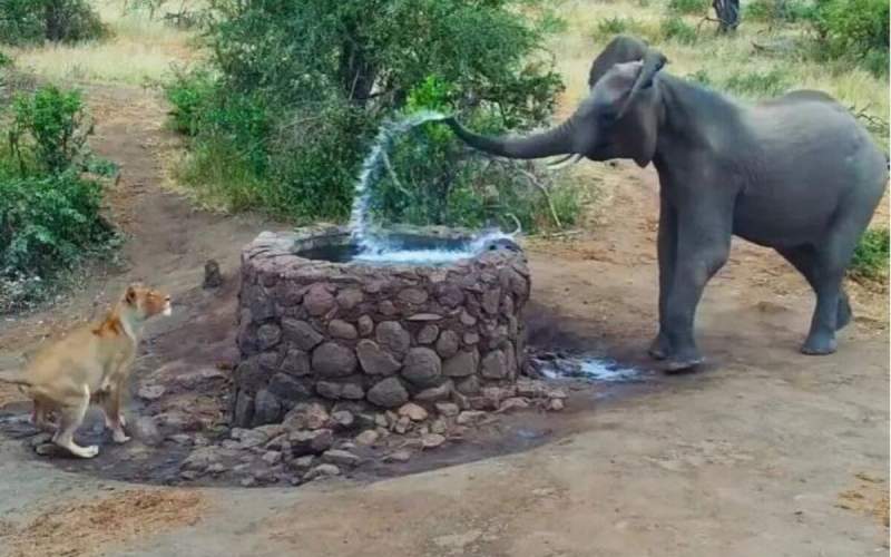 وقتی شیر با فیل آب بازی می‌کند! /فیلم