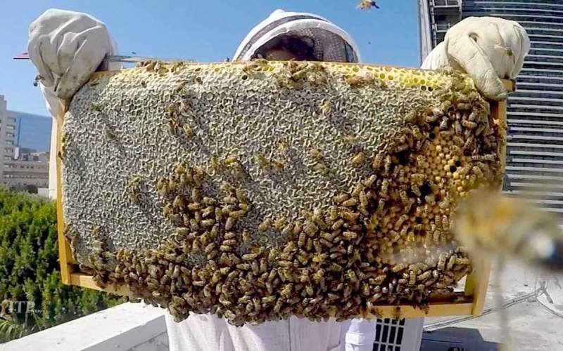 برداشت عسل کوهی از کندوی طبیعی زنبور