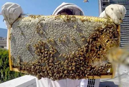 برداشت عسل کوهی از کندوی طبیعی زنبور