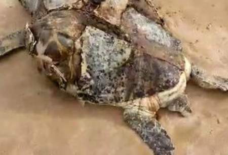 کشف لاشه یک لاک‌پُشت سبز در ساحل قشم