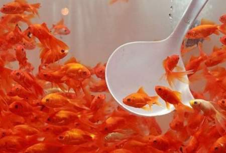 توصیه‌های بهداشتی برای نگهداری ماهی قرمز
