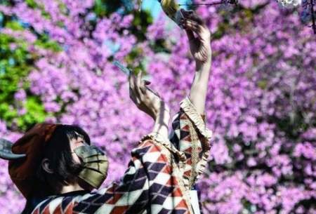 فصل شکوفه‌های گیلاس در پایتخت ژاپن/فیلم