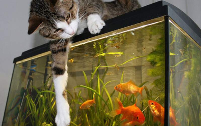 قلدری ماهی آکواریومی برای یک گربه! /فیلم