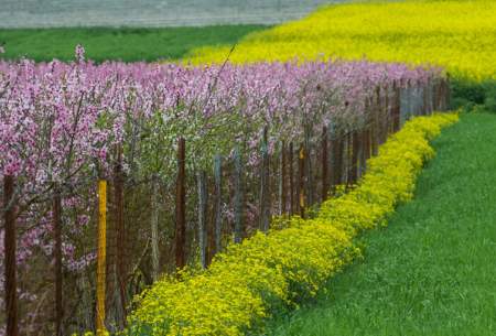 طبیعت بهاری روستاهای اطراف ساری  <img src="https://cdn.baharnews.ir/images/picture_icon.gif" width="16" height="13" border="0" align="top">