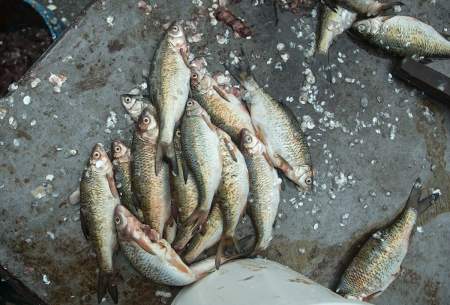 بازار ماهی فروشان بندر ترکمن  