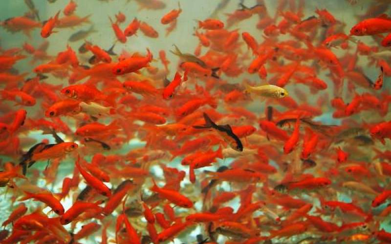 چگونه از ماهی‌های قرمز مراقبت کنیم؟