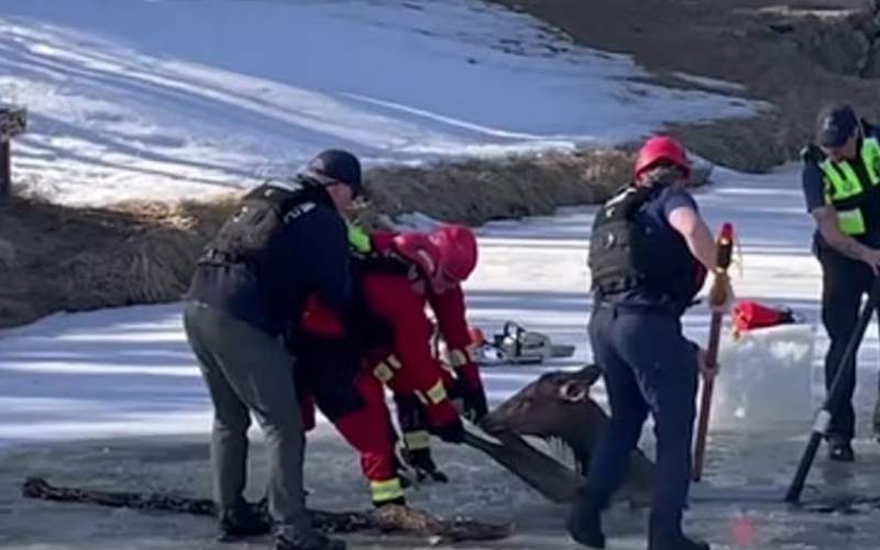 نجات دشوار گوزن سقوط کرده در دریاچه یخ زده