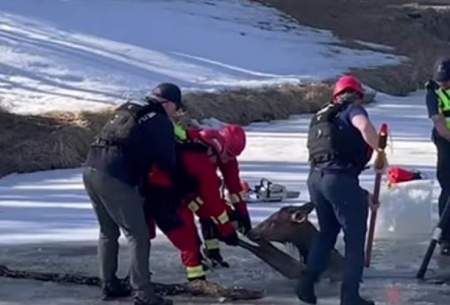 نجات دشوار گوزن سقوط کرده در دریاچه یخ زده