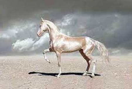 زیباترین اسب جهان با رنگی خاص و نژادی ایرانی