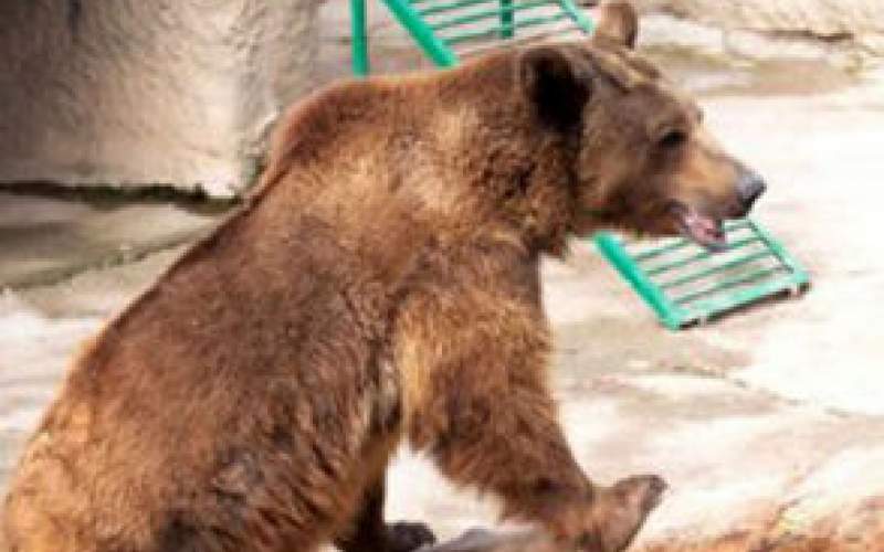 جزئیات حمله مرگبار خرس قهوه‌ای به نگهبان