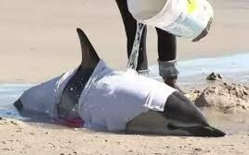 ویدئویی از تیر خلاص به ۶ دلفین در ساحل