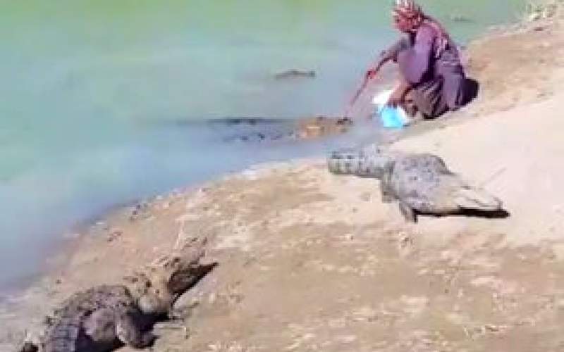 تیمارِ پدرانه تمساح توسط مردِ بلوچ پربازدید شد