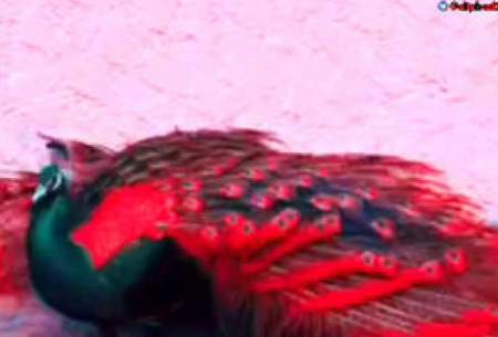 لحظه زیبای باز شدن پرهای طاوس سرخ رنگ!