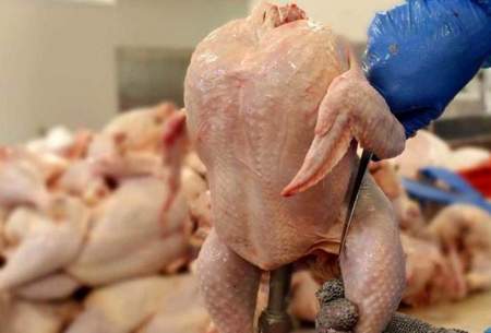 جزییات عرضه مرغ در ایام عید و ماه رمضان