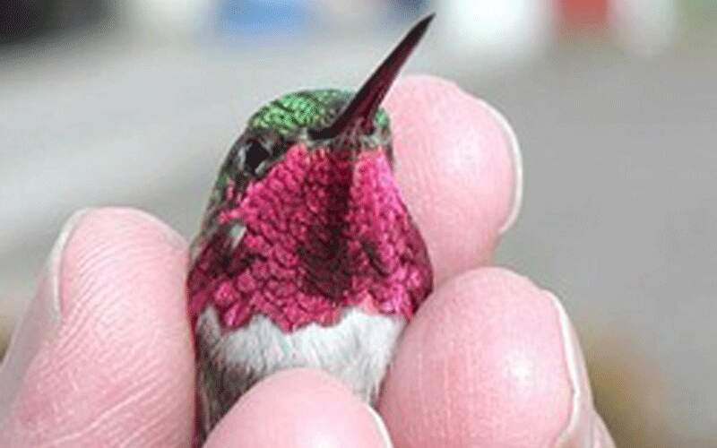 پرنده‌ای شگفت‌انگیز با تغییر ۶۲ رنگ در دقیقه