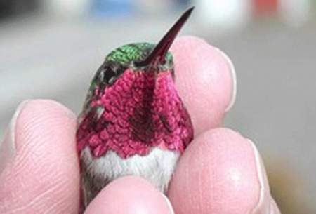 پرنده‌ای شگفت‌انگیز با تغییر ۶۲ رنگ در دقیقه
