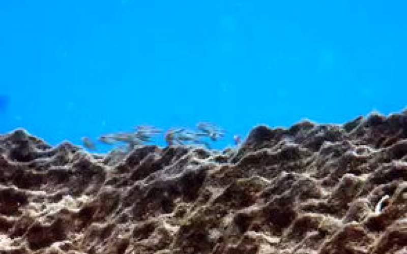 تکنیک یک ماهی برای خوردن صدها ماهی