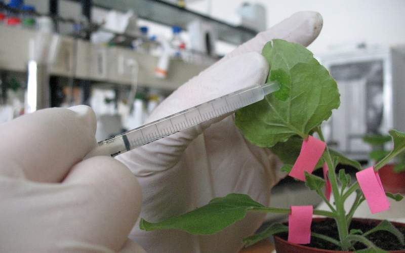 کشف دارو‌های ضد سرطانی از گیاهان خاص