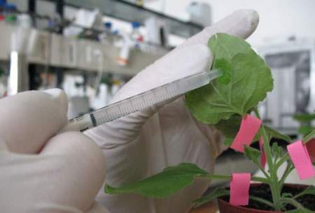 کشف دارو‌های ضد سرطانی از گیاهان خاص