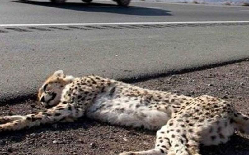 جان دادن غم‌انگیز یوزپلنگ ایرانی در جاده