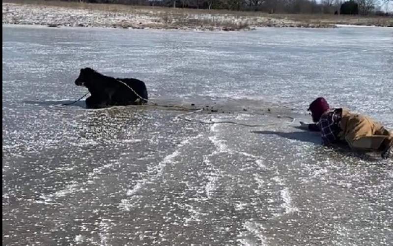 نجات گوساله گرفتار شده روی دریاچه یخ‌زده